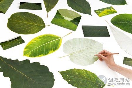 绿叶样式的创意明信片信笺