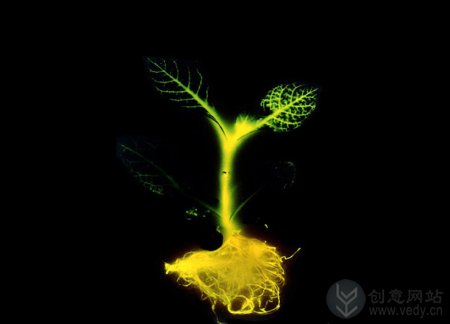 可以发光的植物基因重组技术
