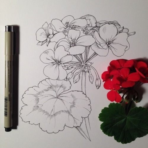 速写手绘花朵的形态