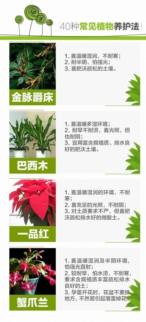 绿萝、发财树、文竹、芦荟、吊兰等40种室内盆栽植物的养护方法