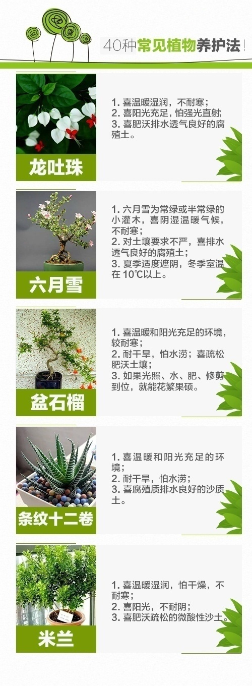 绿萝、发财树、文竹、芦荟、吊兰等40种室内盆栽植物的养护方法