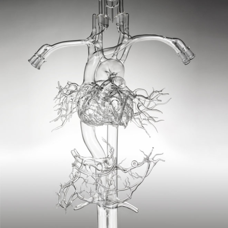 血管脉络系统的玻璃模型