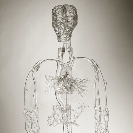 血管脉络系统的玻璃模型
